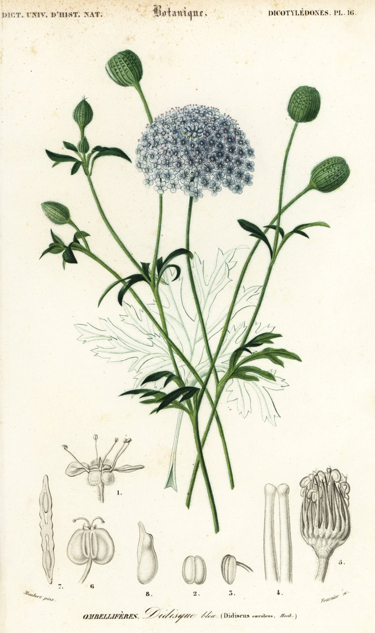 Modrý krajkový květ, Trachymene coerulea. ,1849 (rytina) od Louis Joseph Edouard Maubert