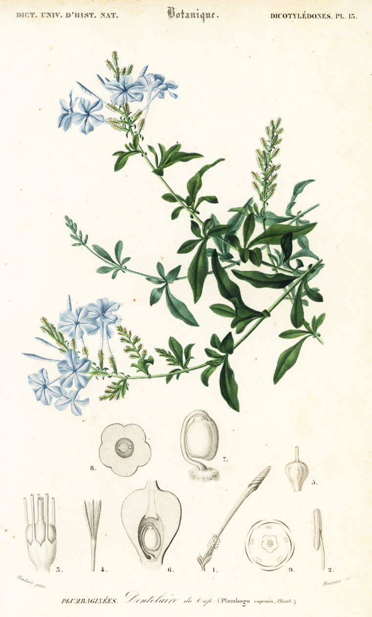 Olovnice kapská, Plumbago auriculata, 1849 (rytina) od Louis Joseph Edouard Maubert