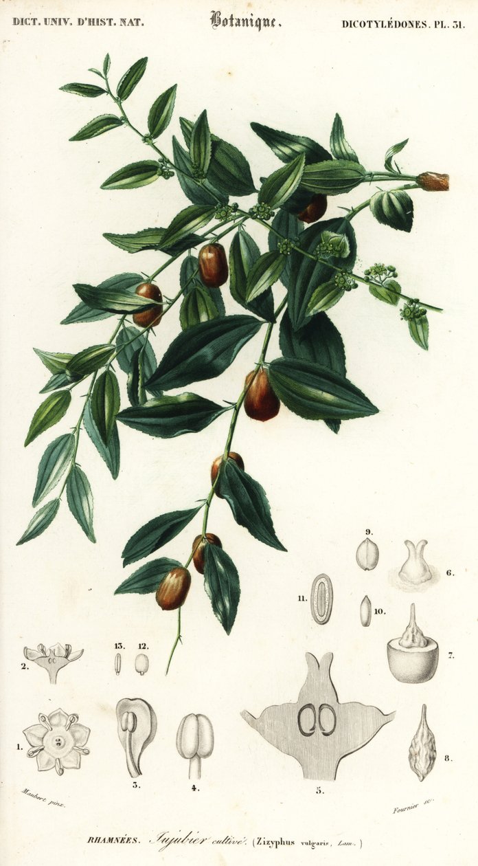 Čínská datle nebo jujuba, Ziziphus jujuba. ,1849 (rytina) od Louis Joseph Edouard Maubert