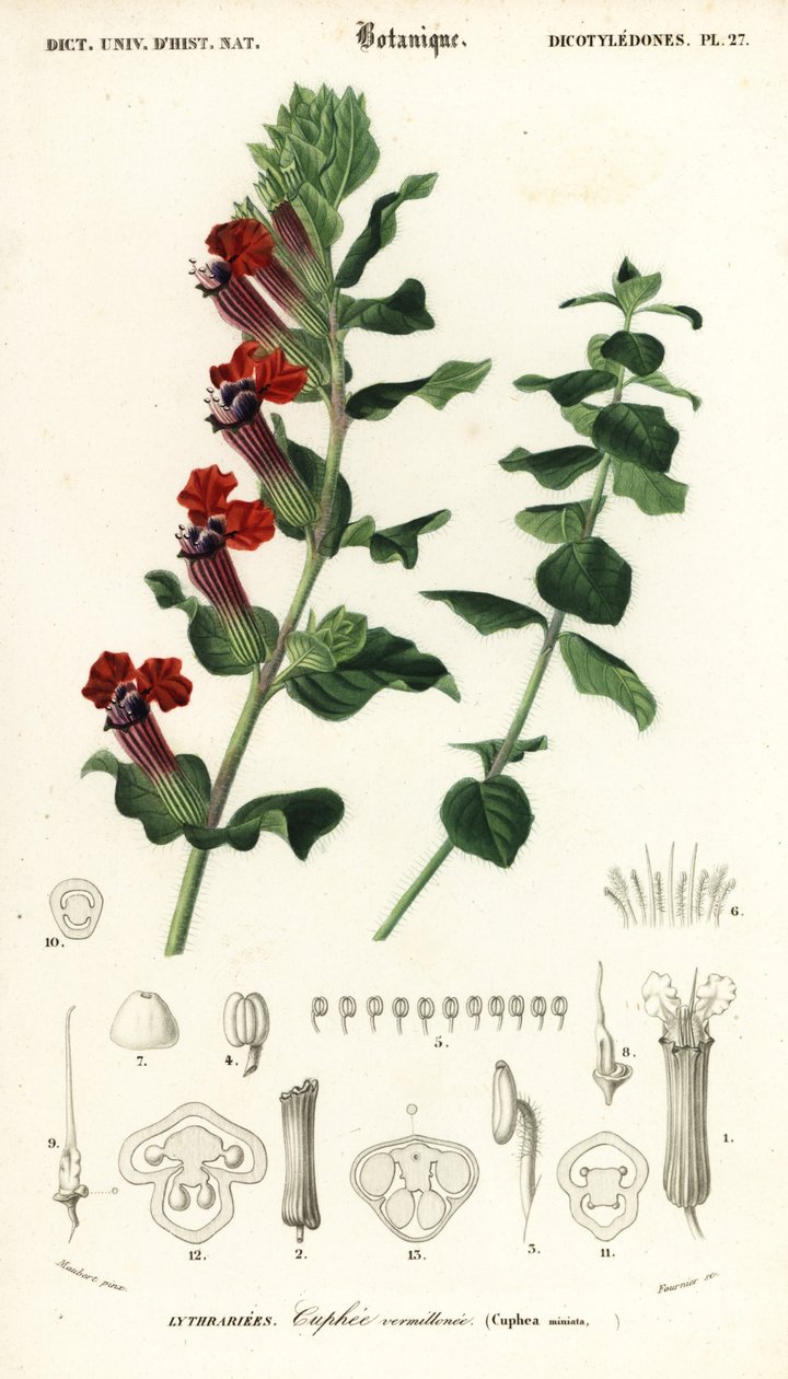 Rostlina doutníku, Cuphea llavea. ,1849 (rytina) od Louis Joseph Edouard Maubert