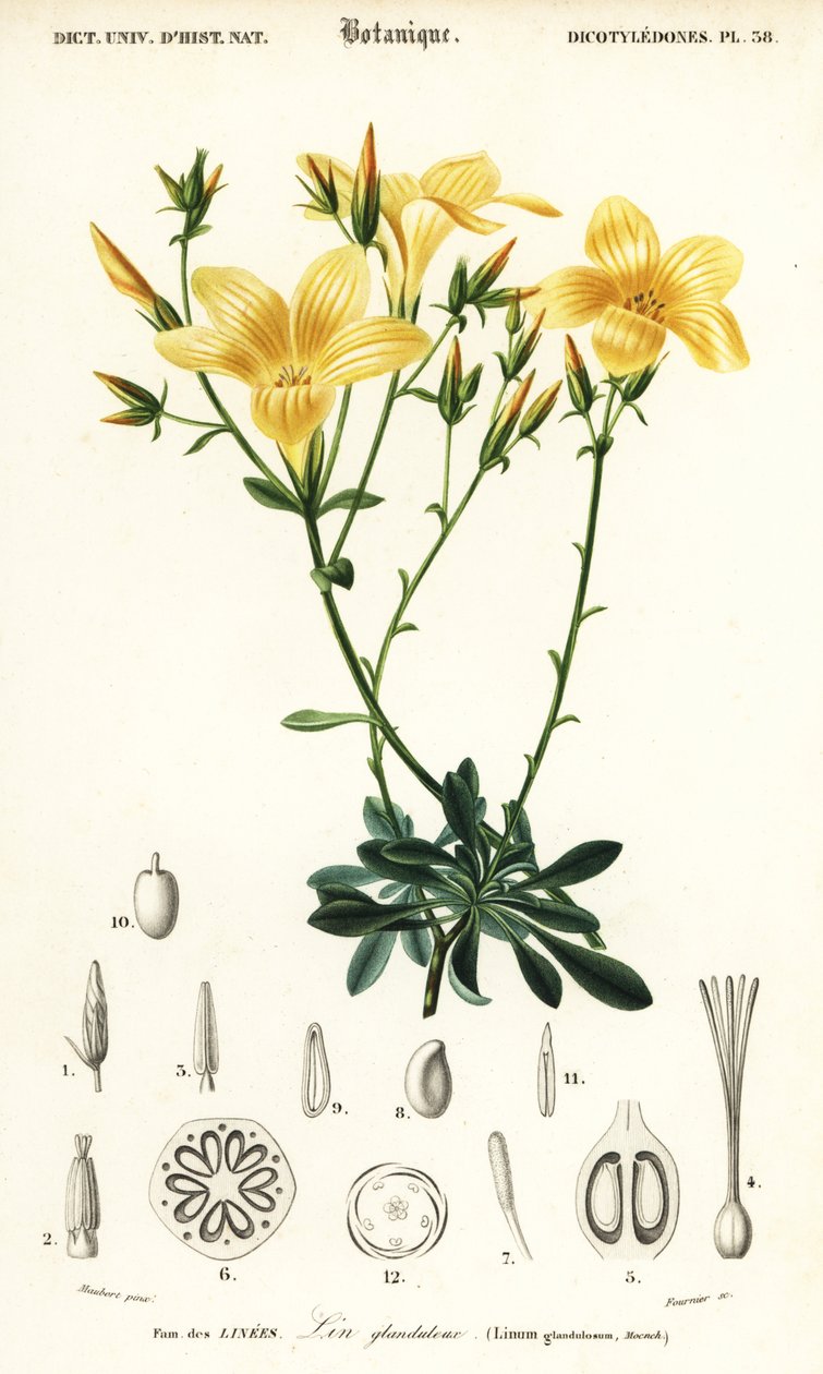 Len, Linum campanulatum., 1849 (rytina) od Louis Joseph Edouard Maubert