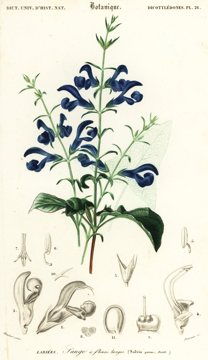 Šalvěj hořcová nebo šalvěj rozprostřená, Salvia patens., 1849 (rytina) od Louis Joseph Edouard Maubert