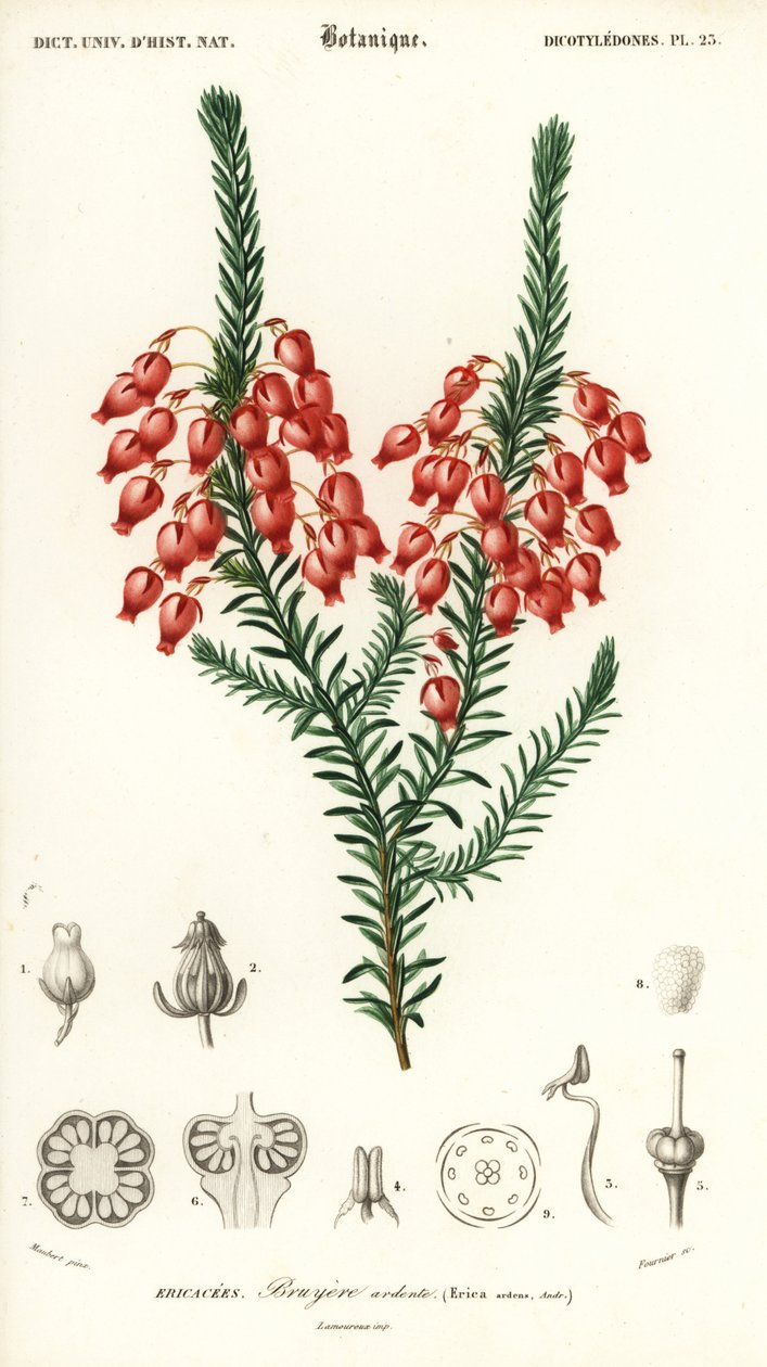 Zářící vřesoviště, Erica ardensová. ,1849 (rytina) od Louis Joseph Edouard Maubert