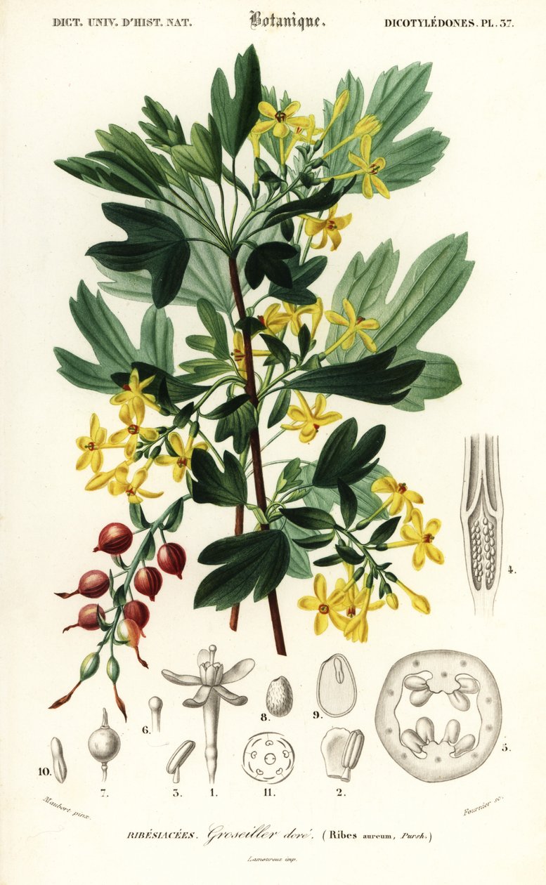 Zlatý rybíz, zlatý rybíz. ,1849 (rytina) od Louis Joseph Edouard Maubert