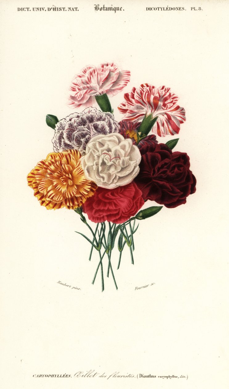 Skupina karafiátů, Dianthus caryophyllus. ,1849 (rytina) od Louis Joseph Edouard Maubert