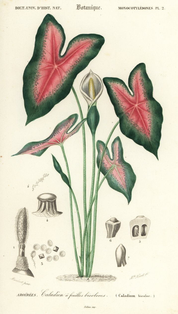 Srdce Ježíšovo, Caladium bicolor. ,1849 (rytina) od Louis Joseph Edouard Maubert