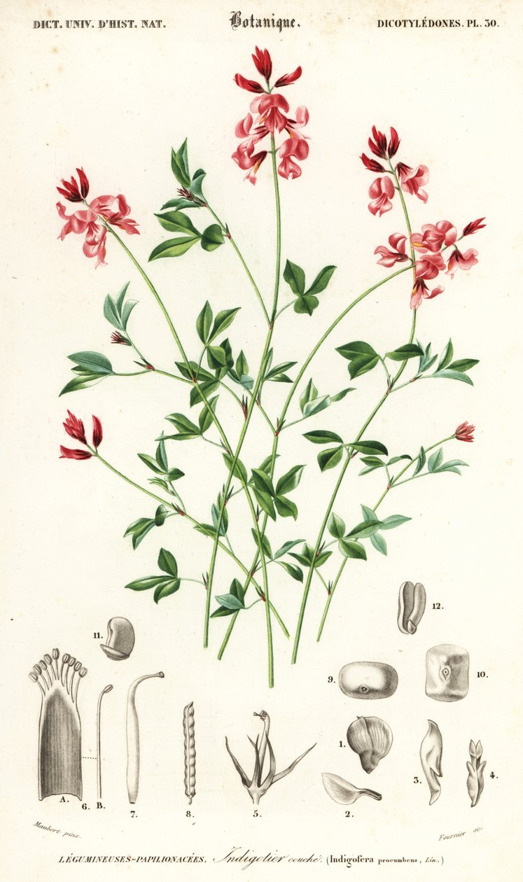 Indigo rostlina, Indigofera ležící. , 1849 (rytina) od Louis Joseph Edouard Maubert