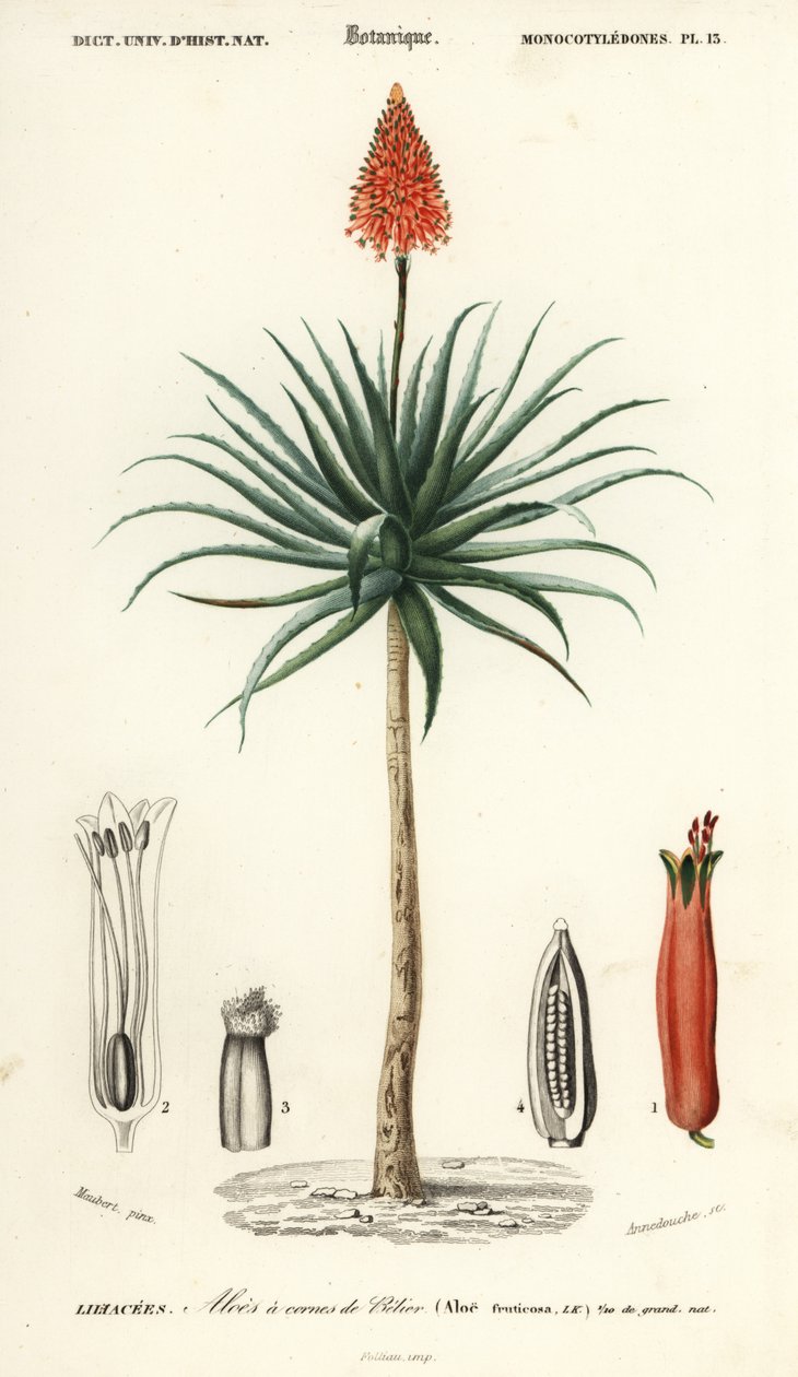 Krantz aloe, Aloe arborescens., 1849 (rytina) od Louis Joseph Edouard Maubert