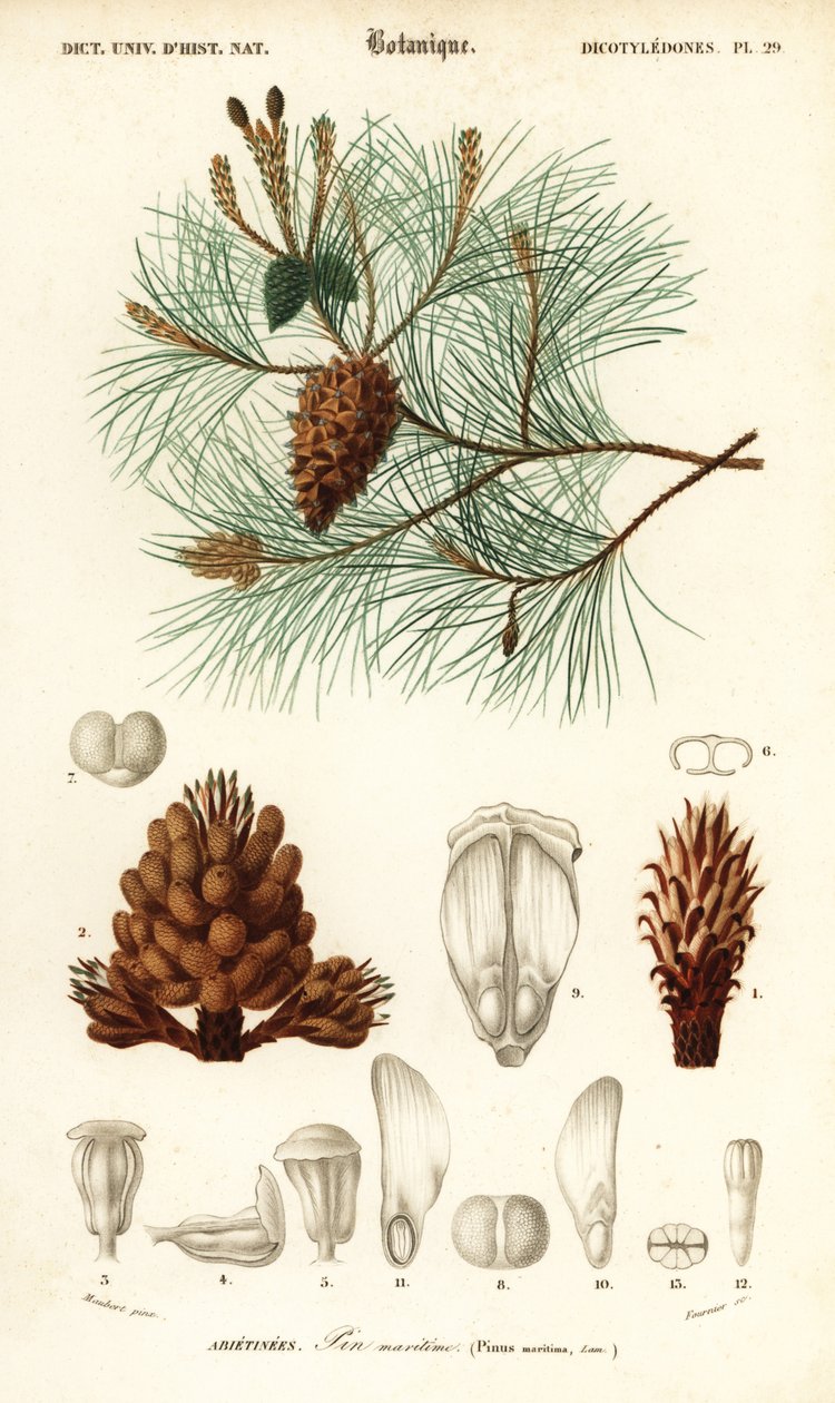 Borovice přímořská nebo borovice trsová, Pinus pinaster., 1849 (rytina) od Louis Joseph Edouard Maubert
