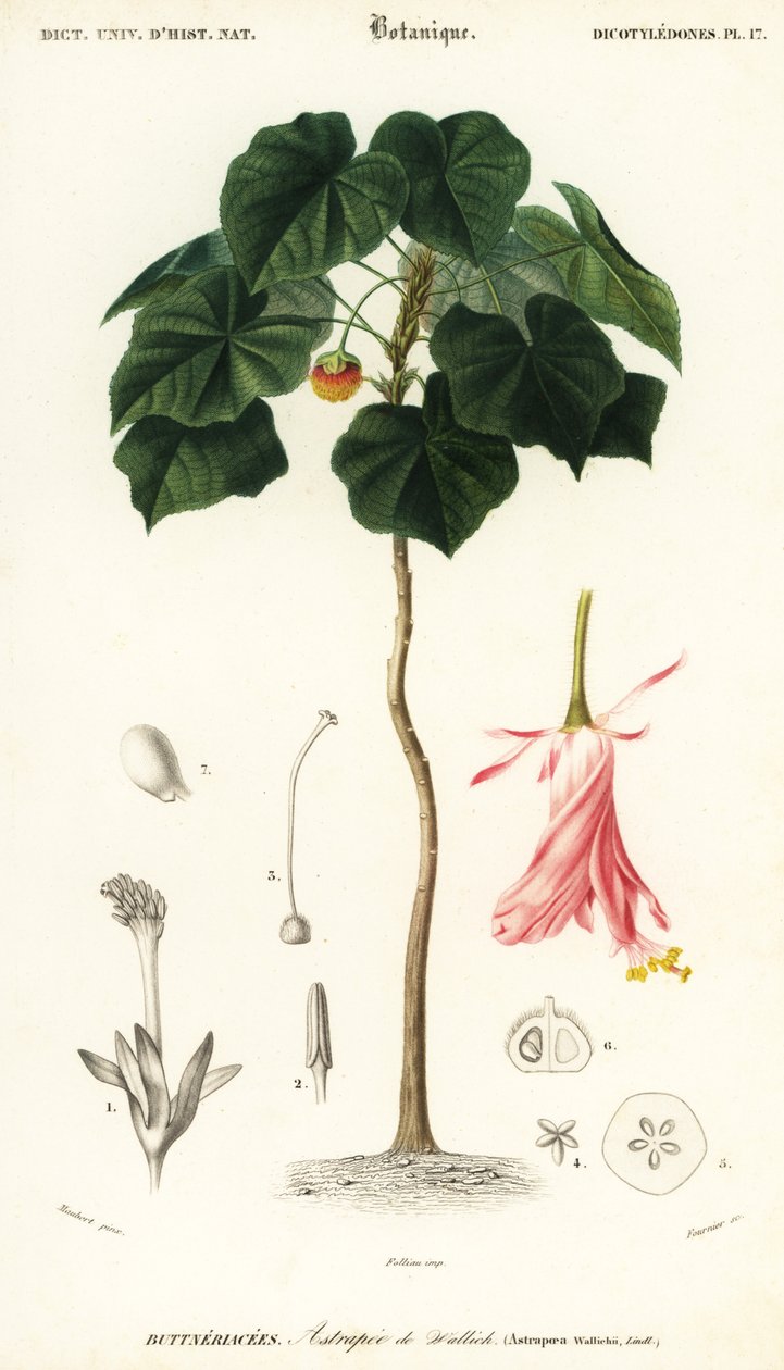Pinkball, Dombeya wallichii. ,1849 (rytina) od Louis Joseph Edouard Maubert