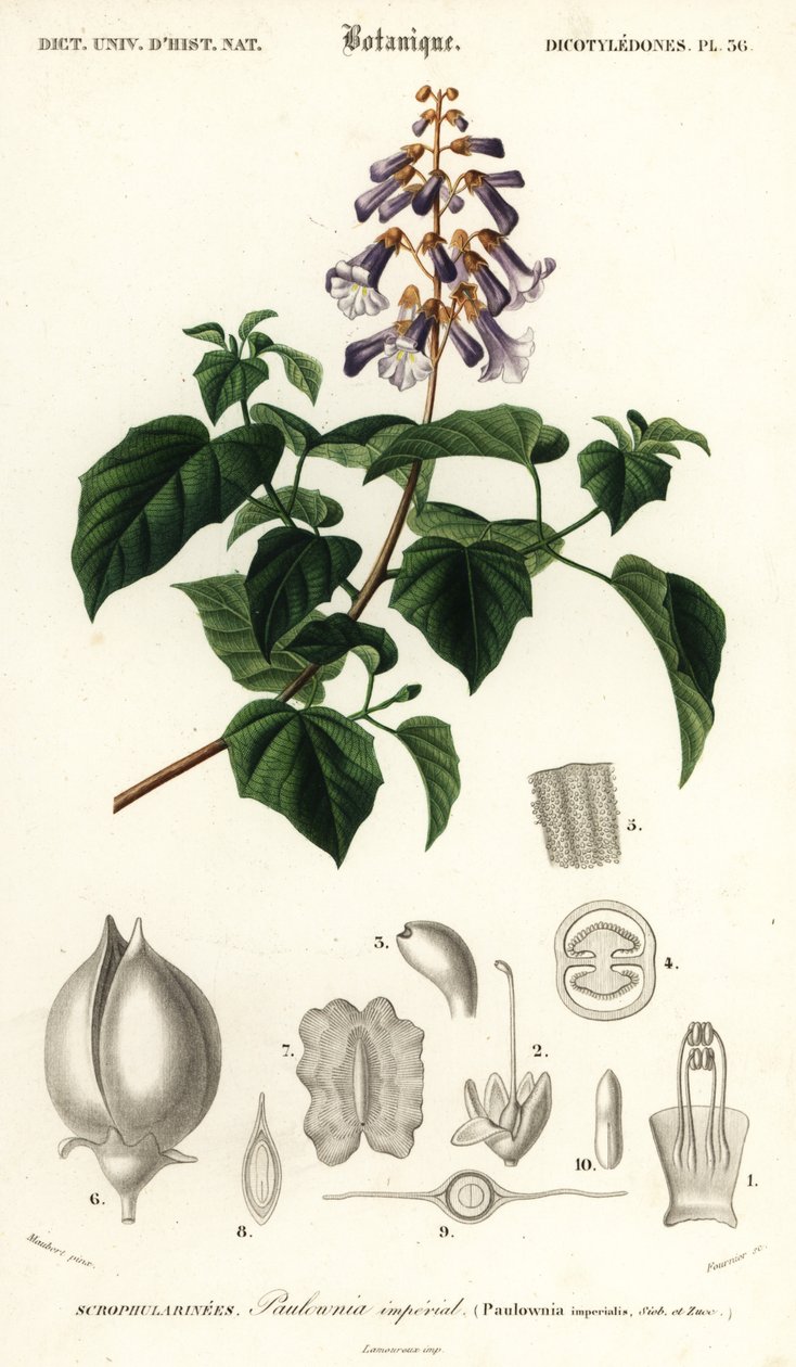 Strom princezny, strom císařovny nebo náprstník, Paulownia tomentos, 1849 (rytina) od Louis Joseph Edouard Maubert