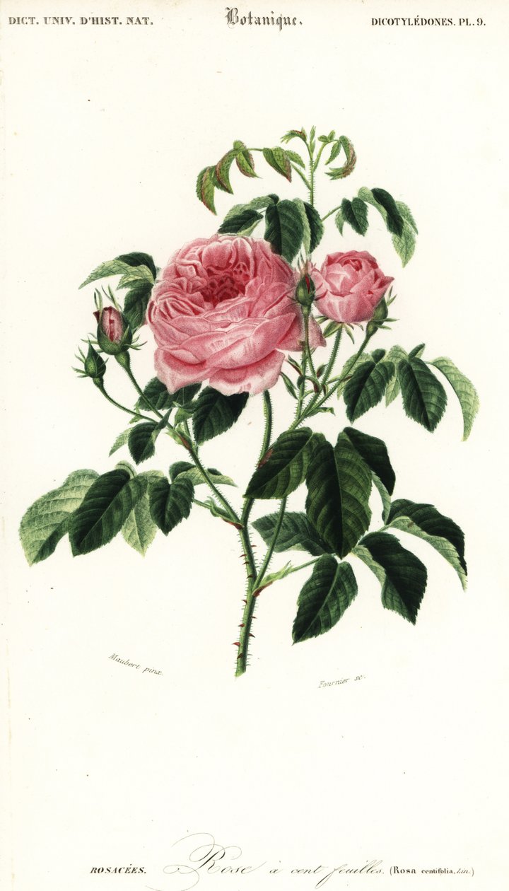 Provence růže, Rosa x Centifolia., 1849 (rytina) od Louis Joseph Edouard Maubert