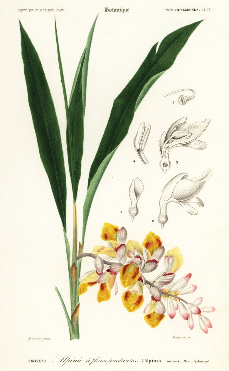 Shellflower, Alpinia nutans. ,1849 (rytina) od Louis Joseph Edouard Maubert