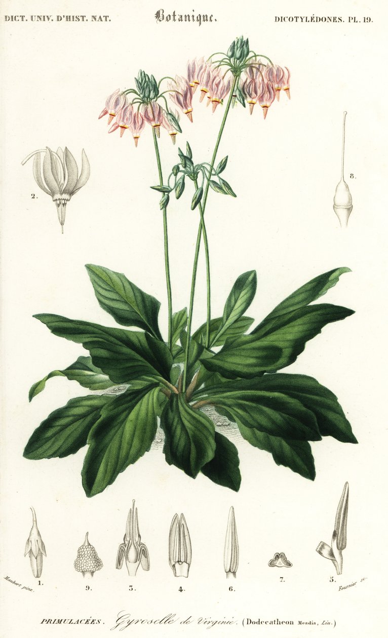 Shooting star nebo východní padající hvězda, Dodecatheon mediadia. ,1849 (rytina) od Louis Joseph Edouard Maubert