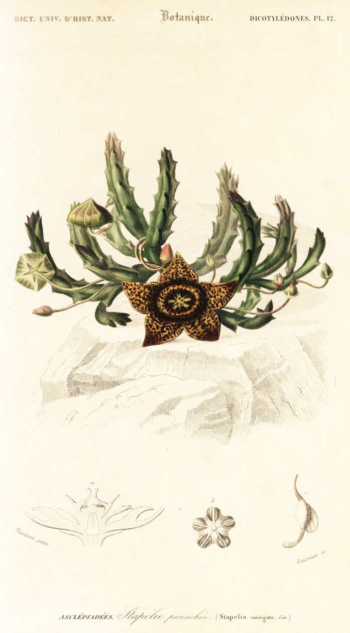 Hvězdný květ, Orbea variegata., 1849 (rytina) od Louis Joseph Edouard Maubert