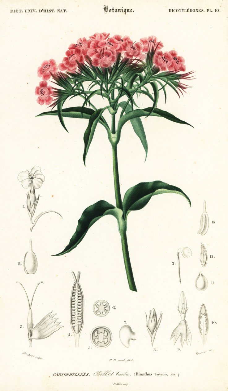 Sweet William, Dianthus barbatus., 1849 (rytina) od Louis Joseph Edouard Maubert