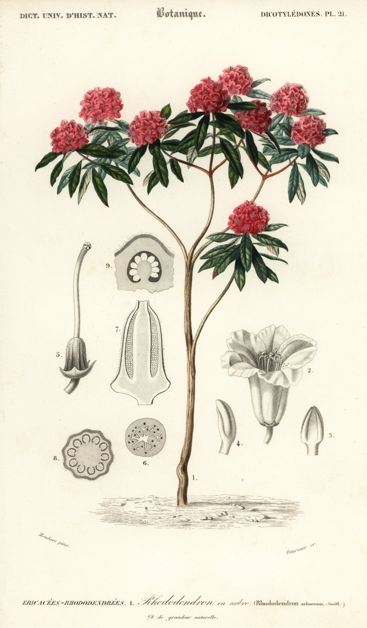 Rododendron stromový, Rhododendron arboreum. ,1849 (rytina) od Louis Joseph Edouard Maubert