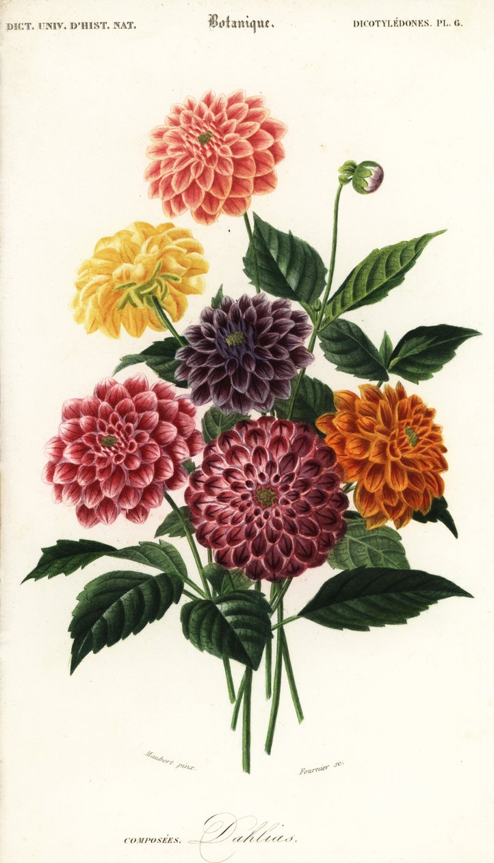 Odrůdy zahradních jiřinek, Dahlia pinnata ,1849 (rytina) od Louis Joseph Edouard Maubert