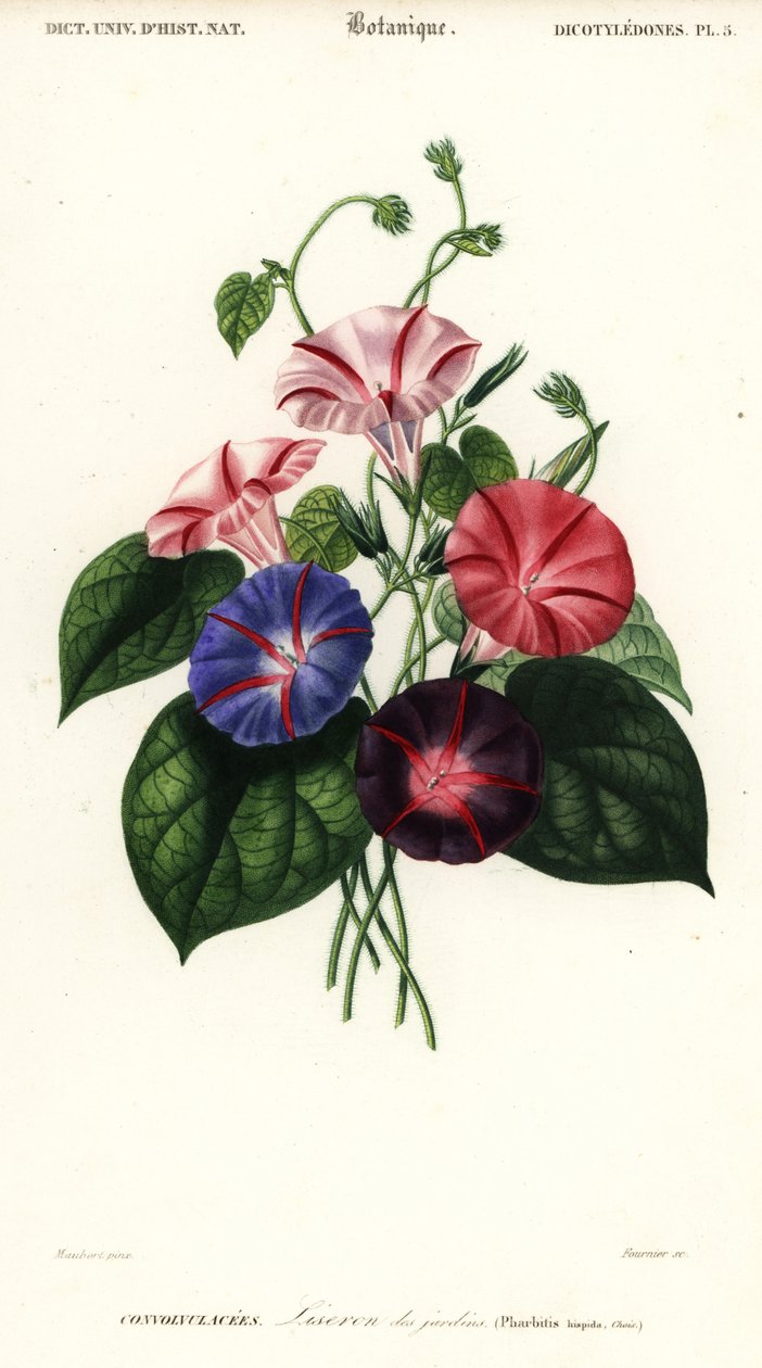 Odrůdy svlačec, Pharbitis hispida., 1849 (rytina) od Louis Joseph Edouard Maubert