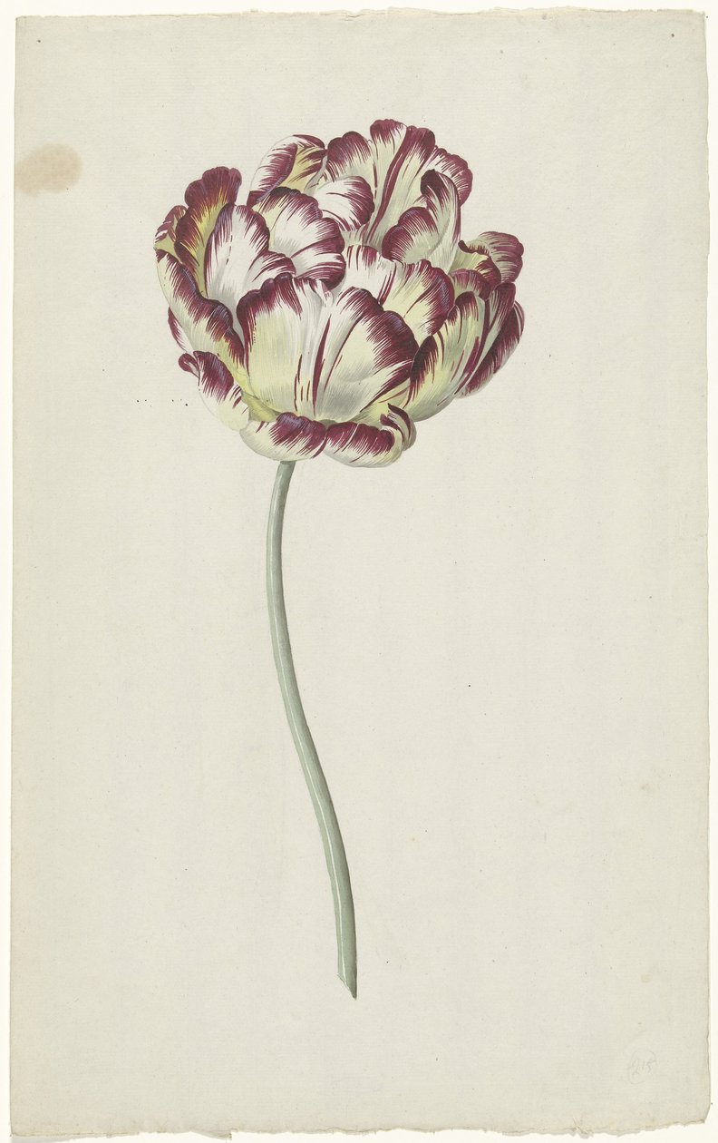 Tulipán od Louis Moritz