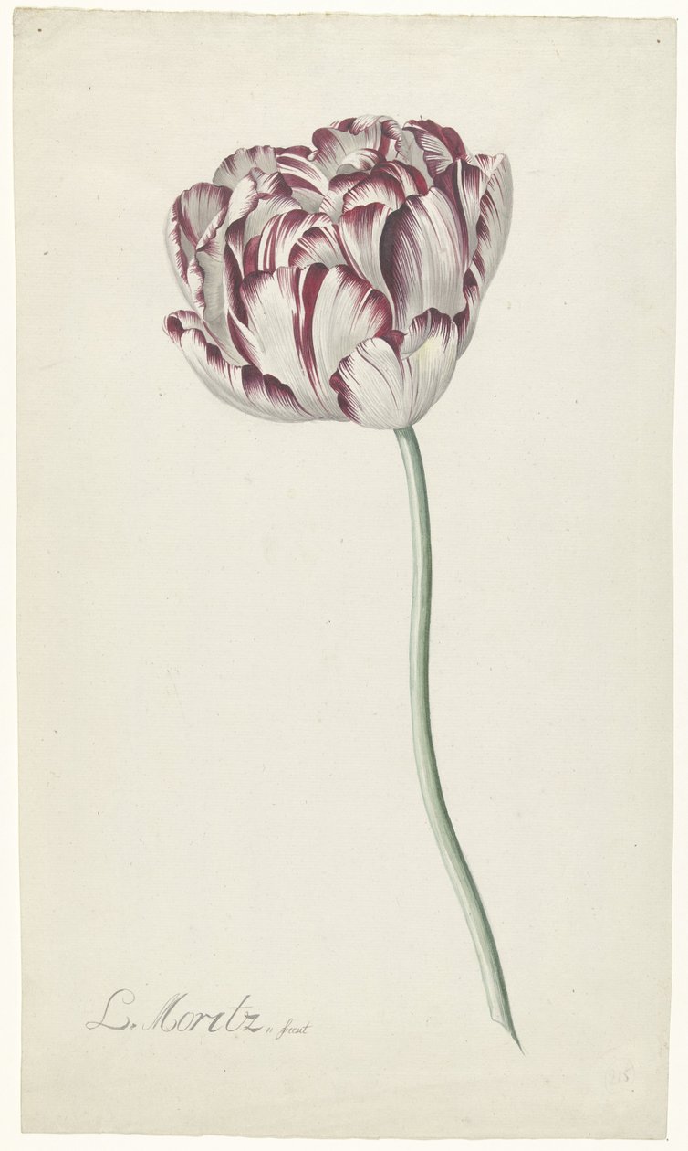 Tulipán od Louis Moritz