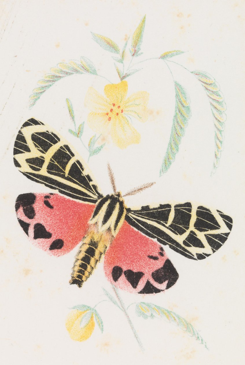 Arctia Panna, 1862 od Louis Prang