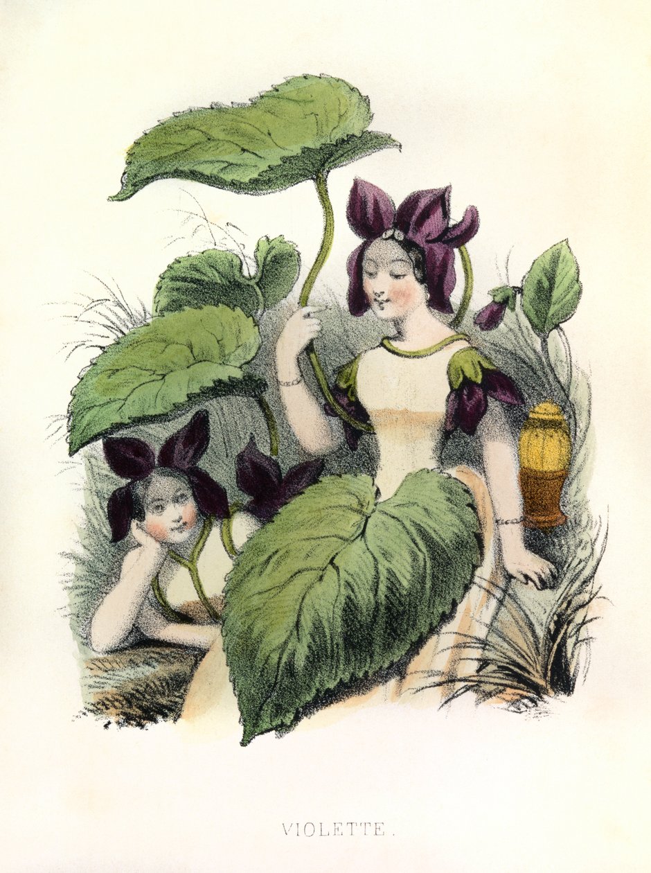  od Louis Simon (1810-1870) Lassalle