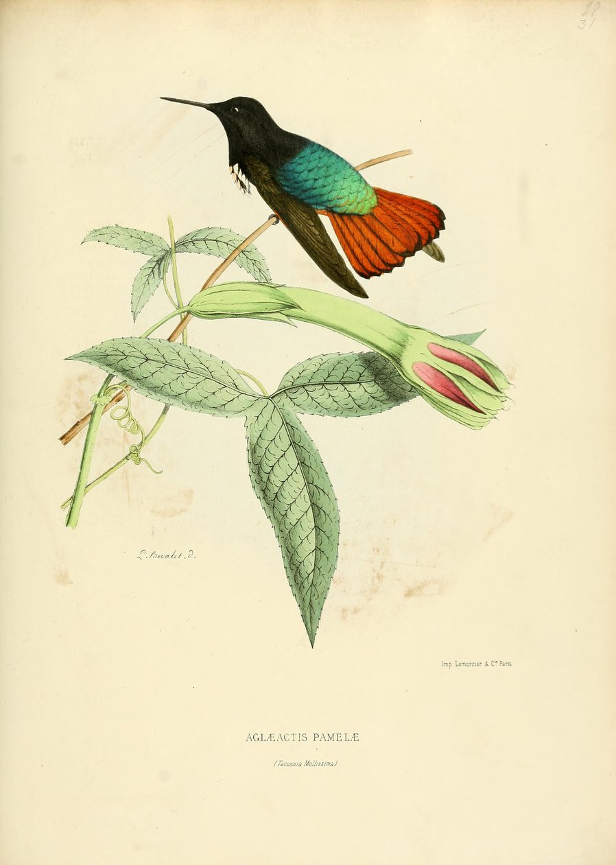 Aglaeactis pamelae od Louis Victor Bevalet