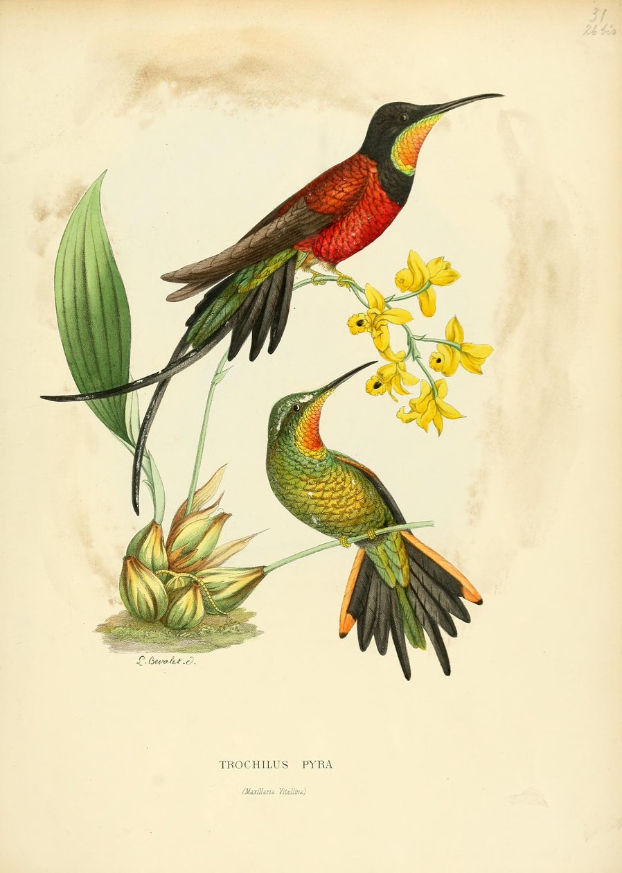 Kladka Pyra = Pyra topaz od Louis Victor Bevalet