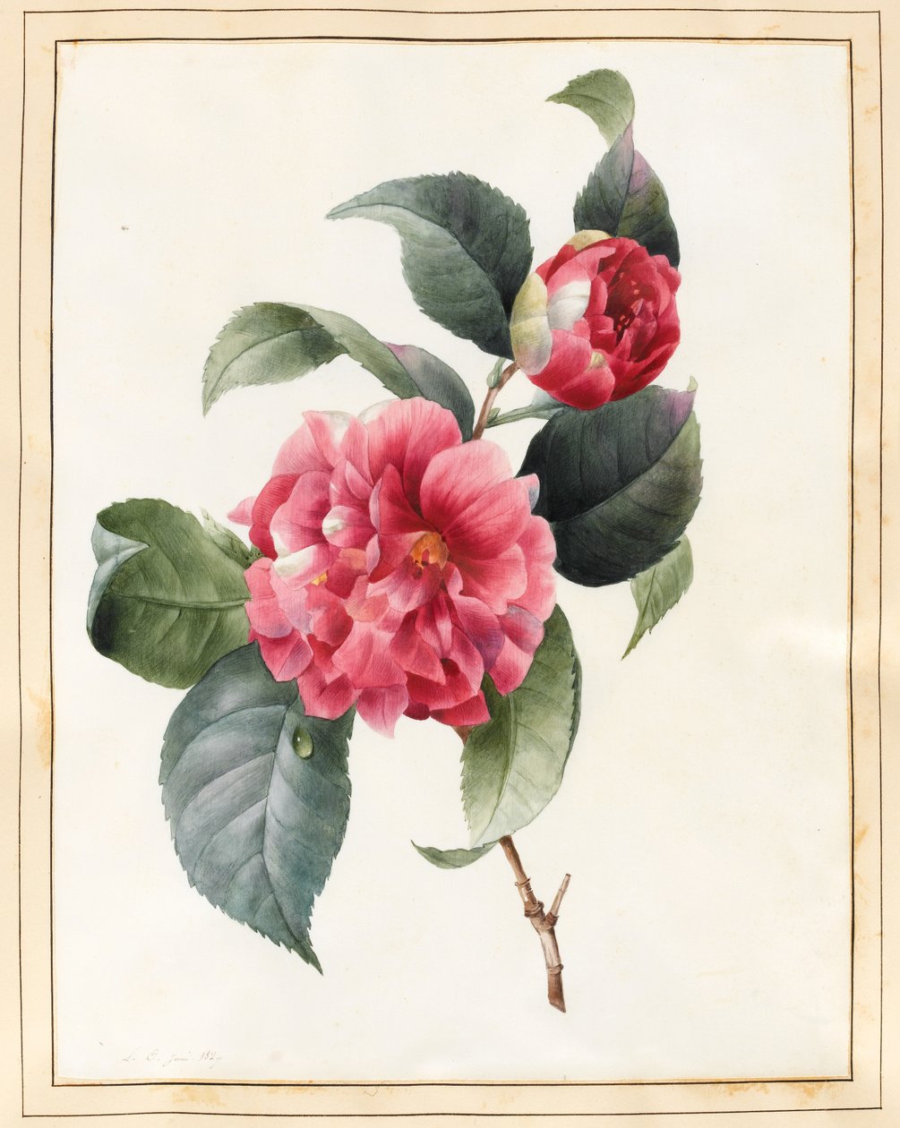 Camellia, 1827 (wc s trochou tělové barvy na pergamenu) od Louise DOrleans