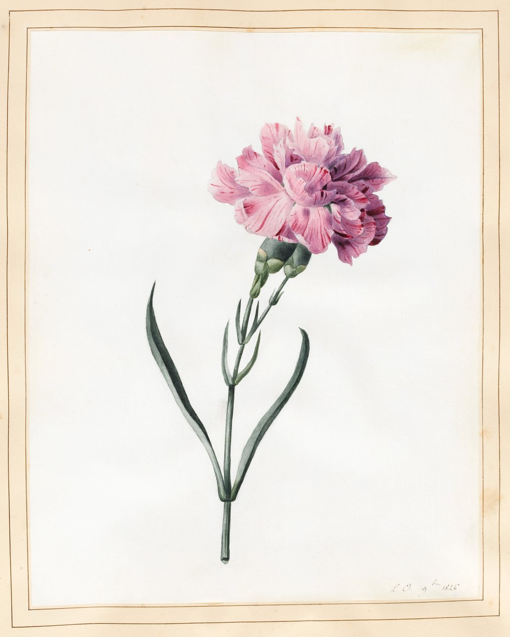 Karafiát, 1826 (wc na pergamenu) od Louise DOrleans