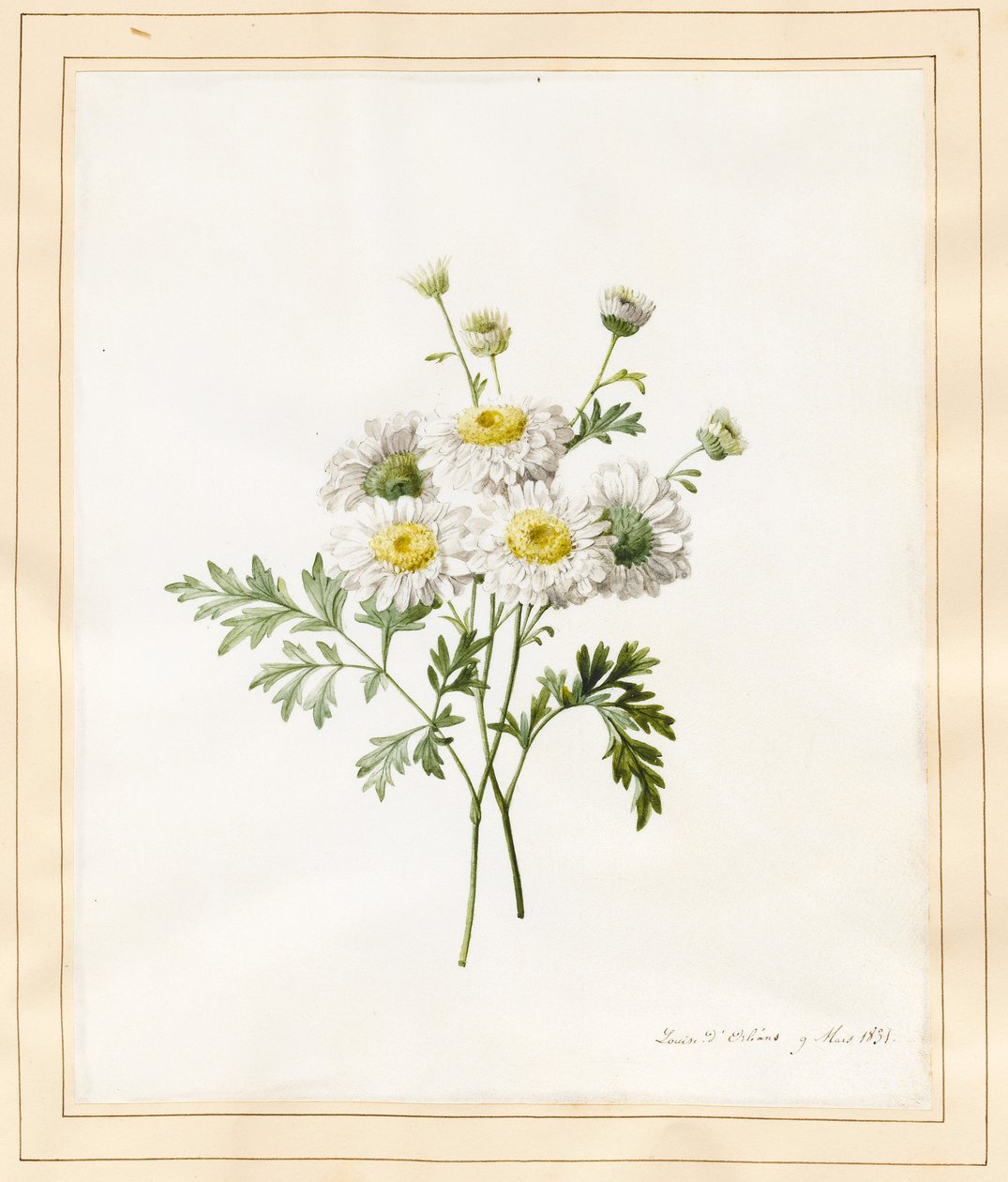 Chrysanthemum Parthenium (bakalářské knoflíky), 1831 (wc s něčí barvou na pergamenu) od Louise DOrleans