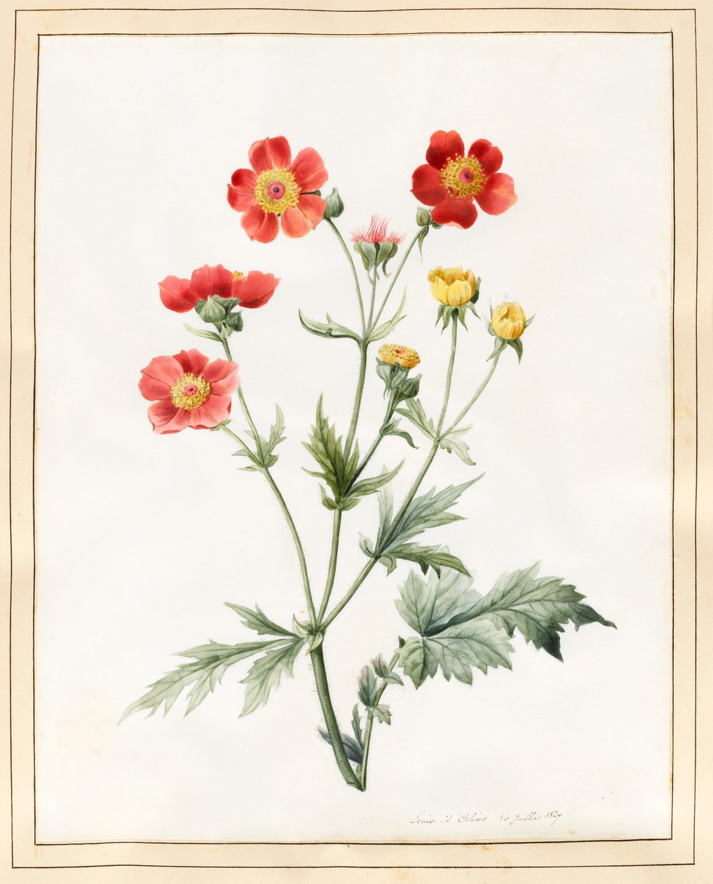 Composite, 1827 (wc s trochou tělové barvy na pergamenu) od Louise DOrleans