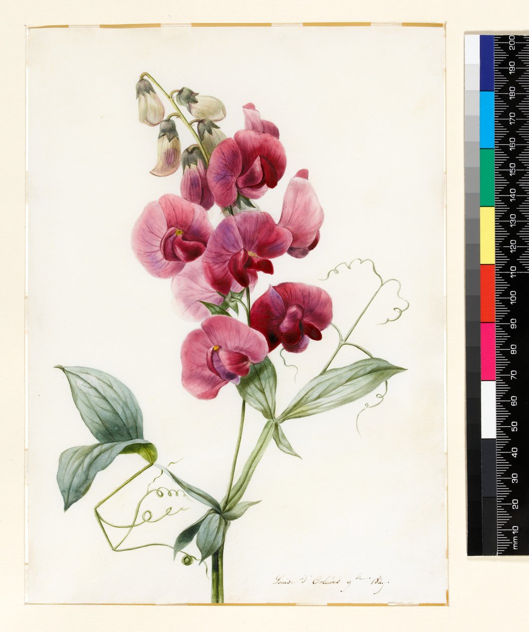 Lathyrus latifolius (hrachor věčný) od Louise DOrleans