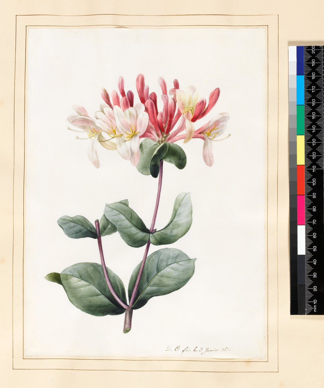 Lonicera Periclymenum (zimolez) 1830 (záchod a kvaš na pergamenu) od Louise DOrleans