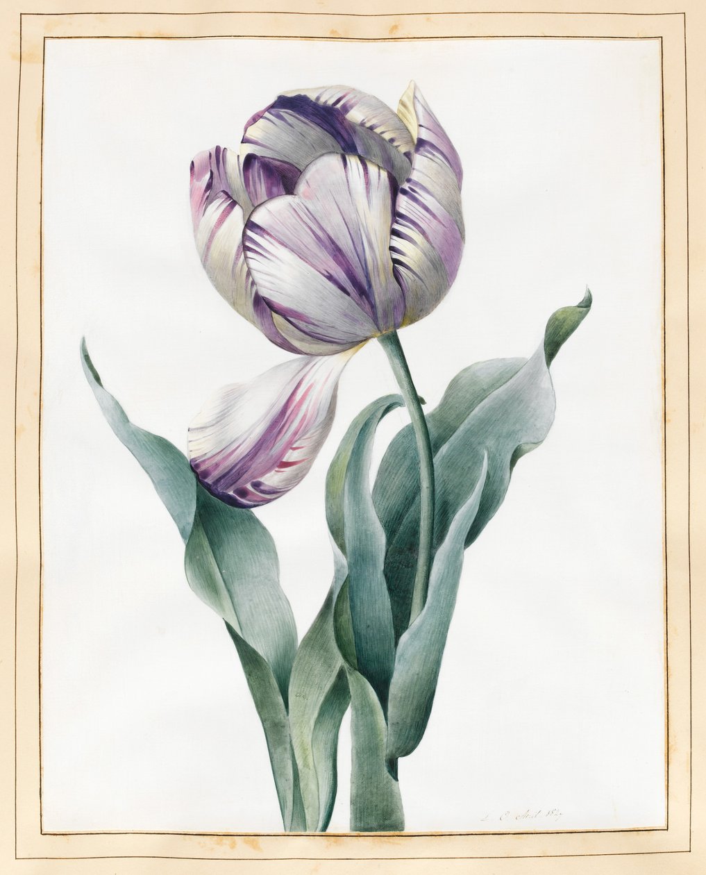 Rembrandt Tulip, 1827 (grafit a wc s trochou tělové barvy na pergamenu) od Louise DOrleans