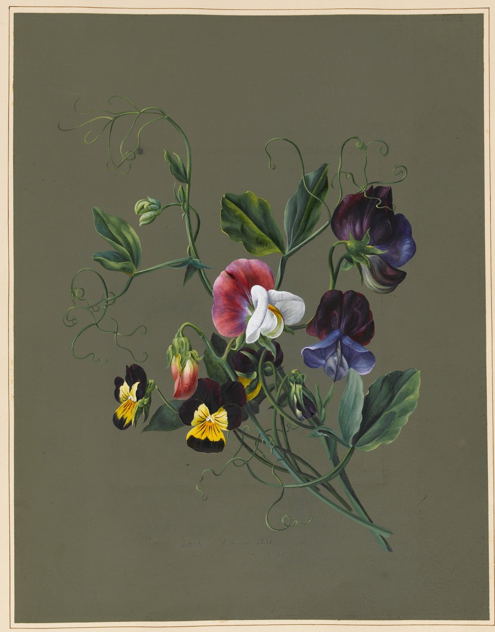 Sladký hrášek (Quitro) a violy, 1830 (čb a tělový kolorit na papíře s připraveným podkladem) od Louise DOrleans