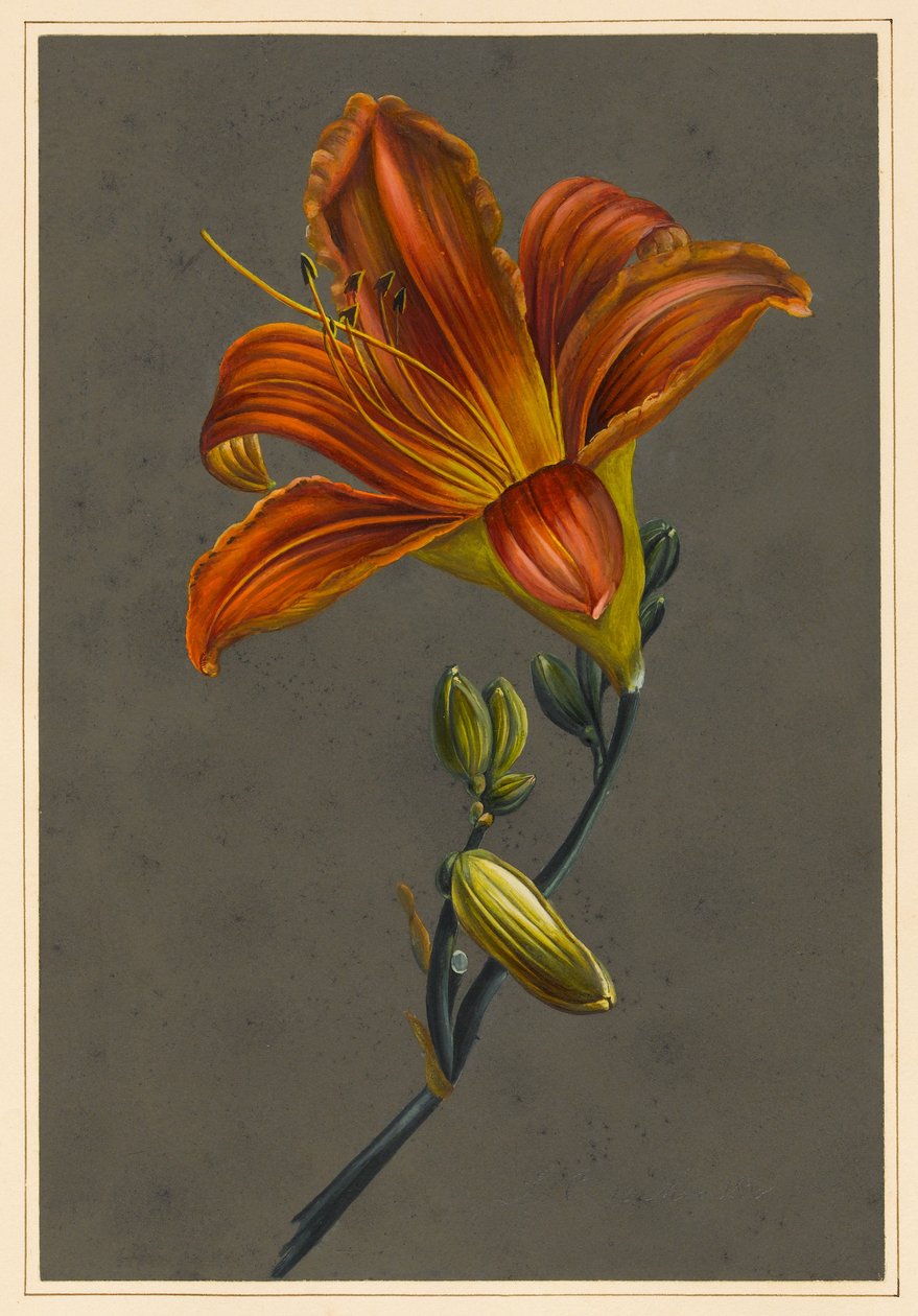 Hemerocallis (Daylily), 1830 (tělová barva na papíře s připraveným podkladem) od Louise DOrleans