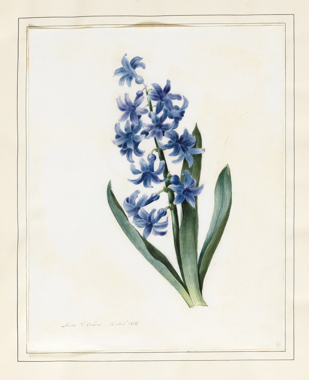 Hyacint, 1826 (wc s trochou tělové barvy na pergamenu) od Louise DOrleans