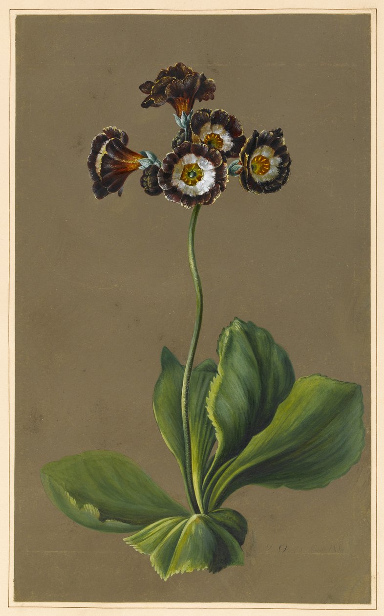 Hybrid Auricula, 1830 (barva těla na papíře s připraveným podkladem) od Louise DOrleans