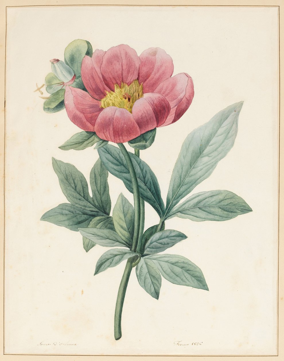 Paeonia Mascula, bylinná, 1826 od Louise DOrleans
