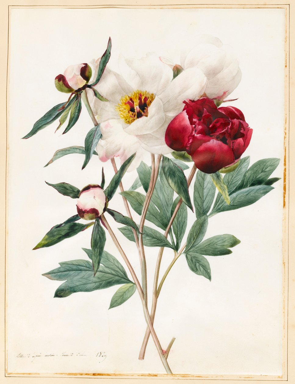 Červené a bílé bylinné paeonies, 1829 (Wc s trochou tělové barvy na pergamenu) od Louise DOrleans