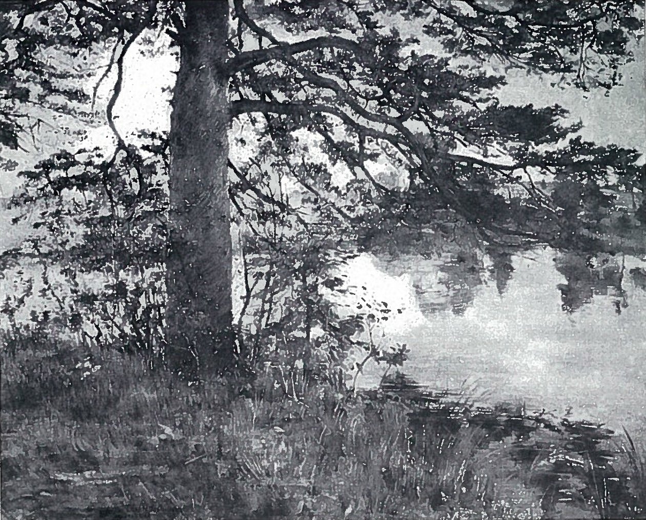 Borovice u vody od Lovis Corinth