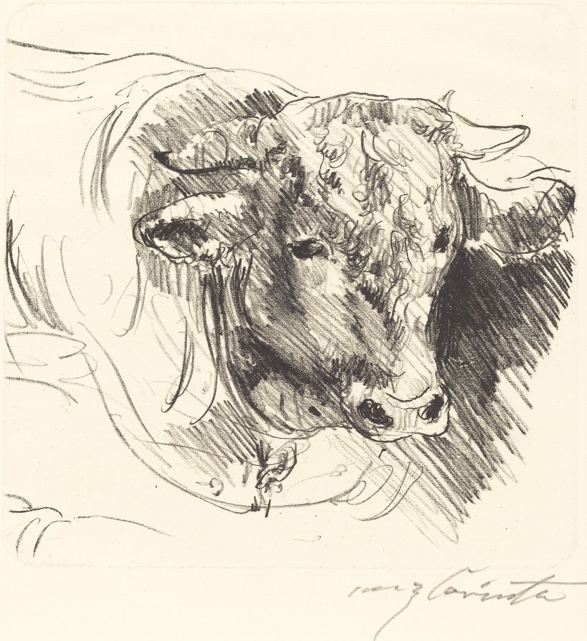 Stierkopf (hlava Steer) od Lovis Corinth
