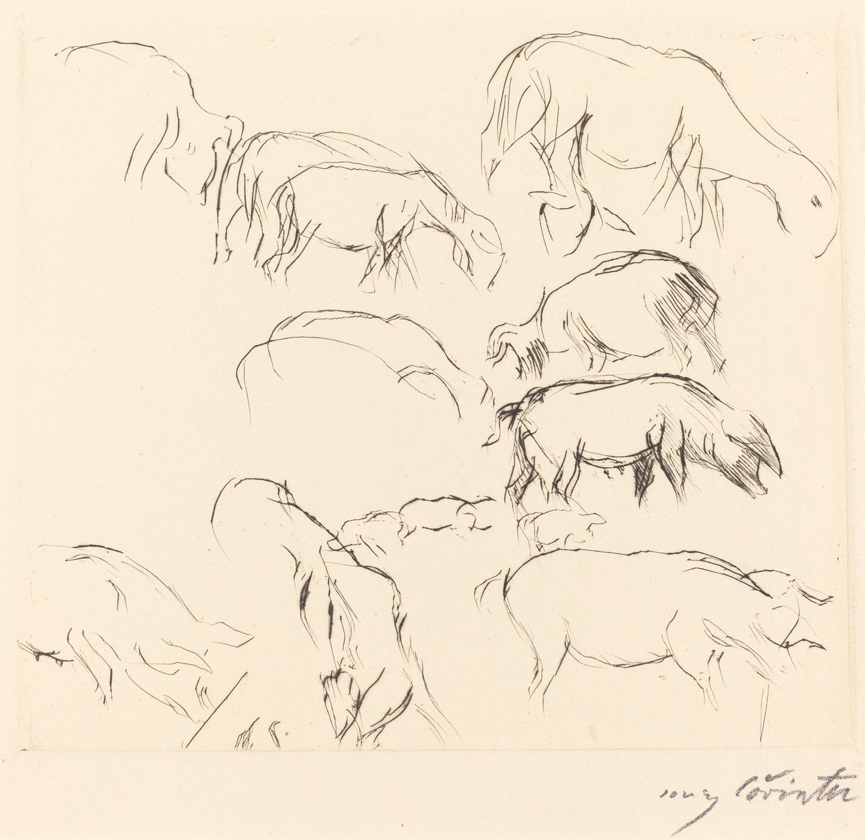 Různé studie na zvířatech Studie na zvířatech, 1917. od Lovis Corinth