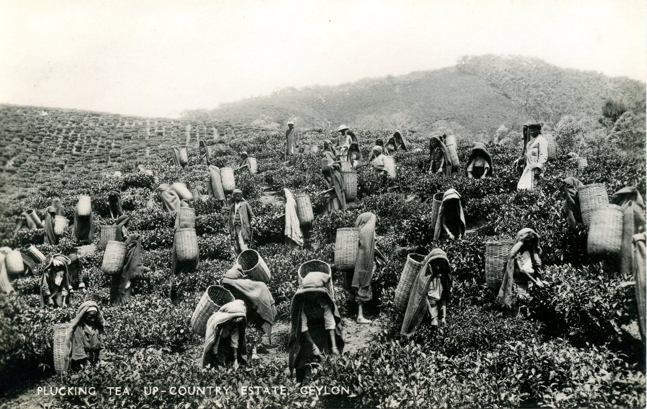 Trhání čaje, panství na venkově, Cejlon, kolem 1900-1930 (černobílá fotografie) od Ltd. Ceylon Plâté
