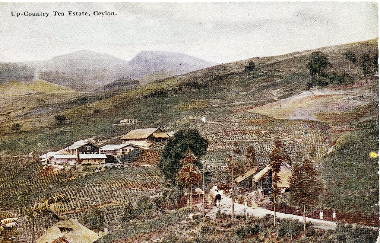 Up-Country Tea Estate, Ceylon, cca 1900-20 (ručně kolorovaná fotografie) od Ltd. Ceylon Plâté
