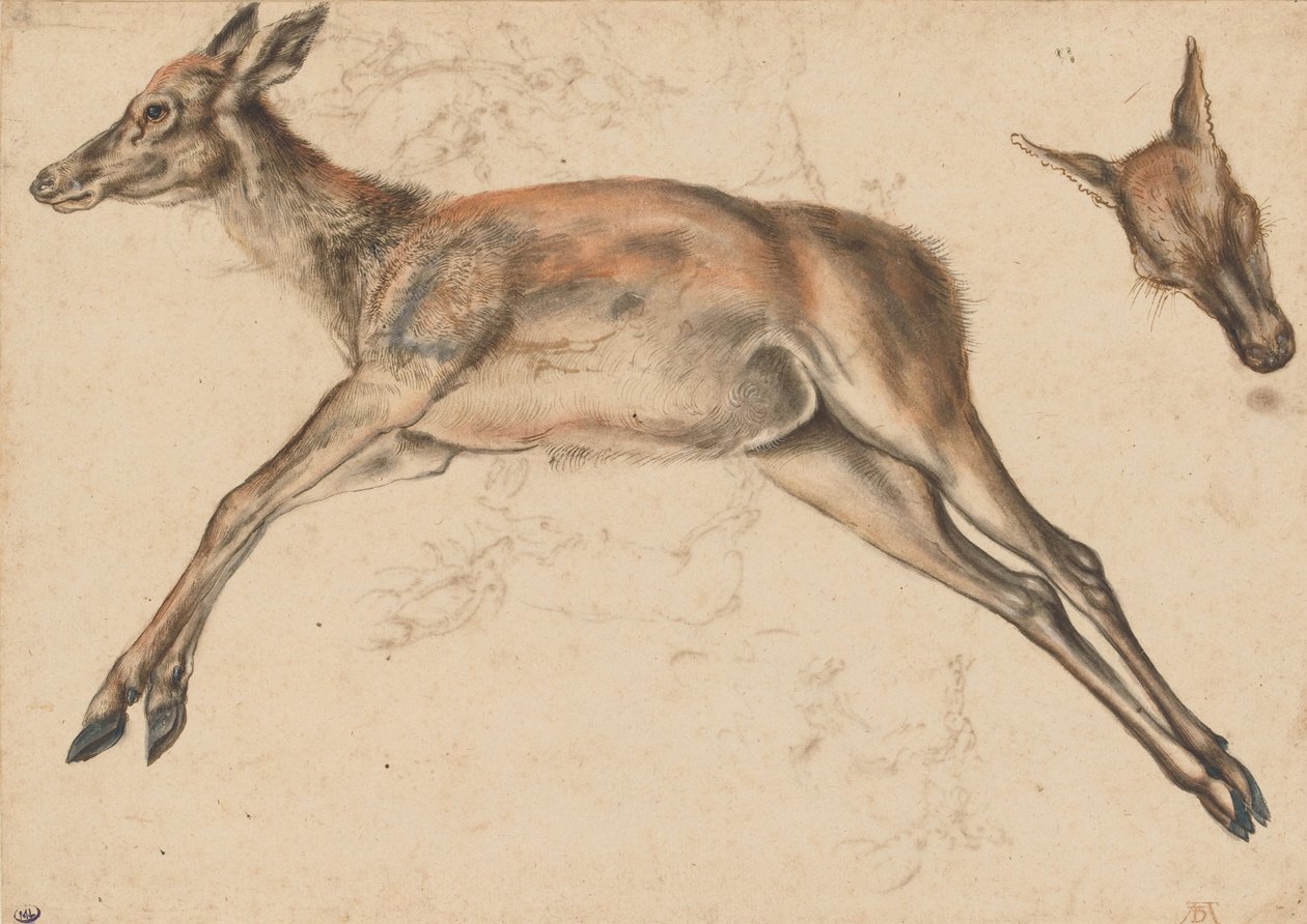 Mrtvá zadní, čtyři končetiny natažené a kýty hlavy od Lucas Cranach the Elder