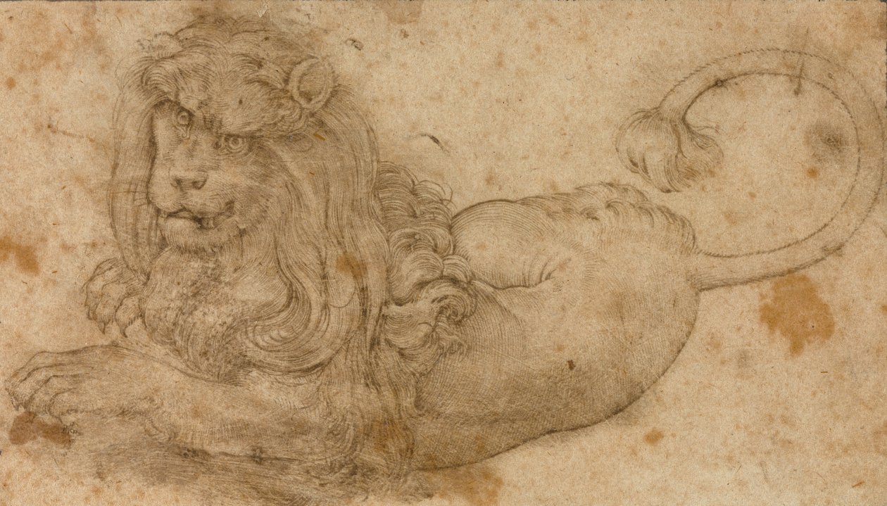 Studie lva od Lucas Cranach the Elder