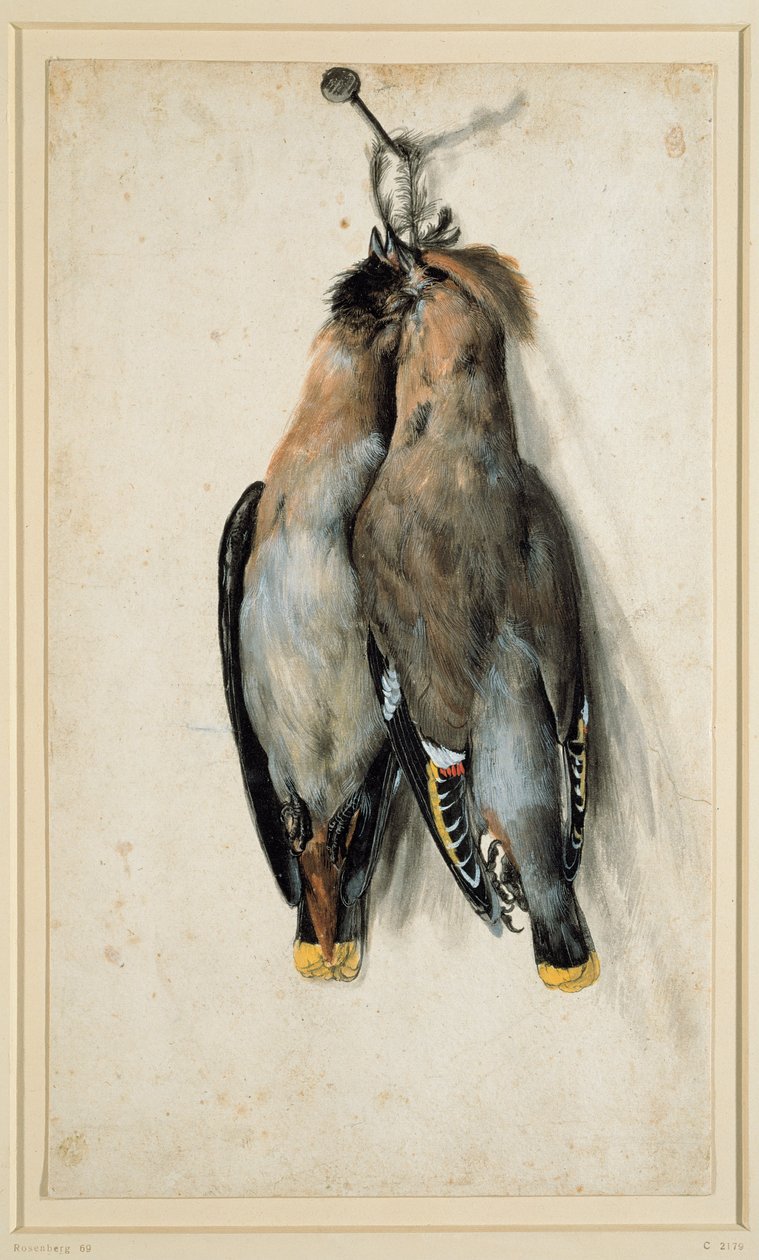 Dva Dead Bohemian Waxwings od Lucas Cranach the Elder